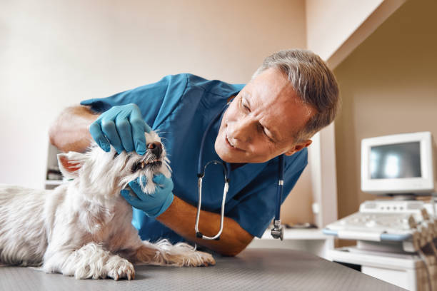 Best Urgent Dental Care for Toothache in Elberton, GA